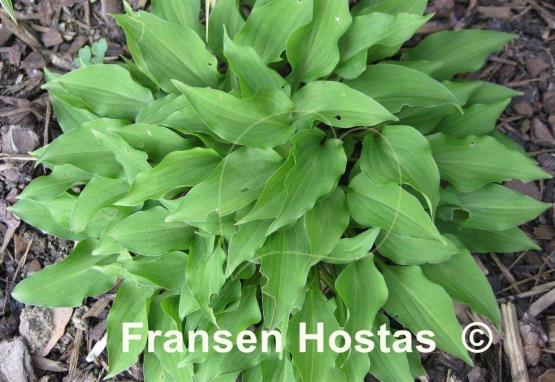 Hosta nakaiana